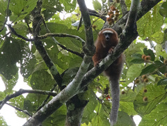 Plecturocebus discolor