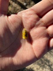 Lophocampa annulosa