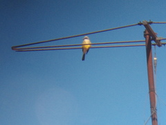 Tyrannus melancholicus