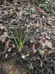 Iris foetidissima