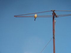 Tyrannus melancholicus