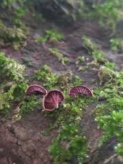 Anthracophyllum