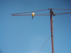 Tyrannus melancholicus