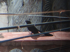 Crotophaga sulcirostris