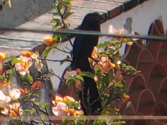 Crotophaga sulcirostris