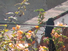 Crotophaga sulcirostris