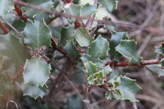 Ceanothus purpureus