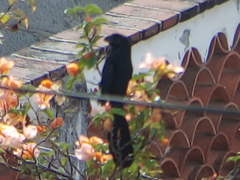 Crotophaga sulcirostris