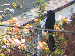 Crotophaga sulcirostris