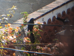 Crotophaga sulcirostris