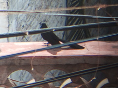 Crotophaga sulcirostris