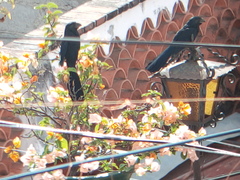 Crotophaga sulcirostris