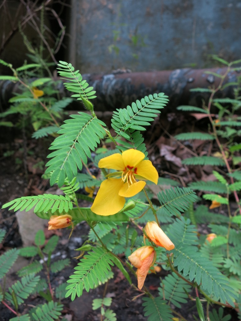 Chamaecrista fasciculata var. fasciculata