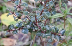 Ceanothus purpureus