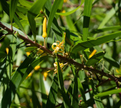 Persoonia × lucida