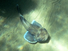 Kathetostoma laeve