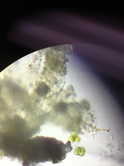 Charophyta