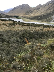 Aciphylla aurea
