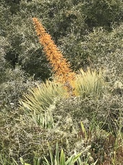 Aciphylla aurea