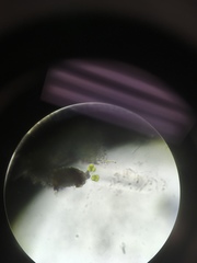 Charophyta