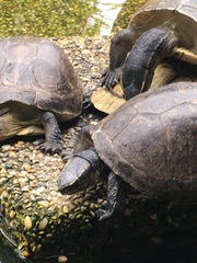 Cuora amboinensis kamaroma