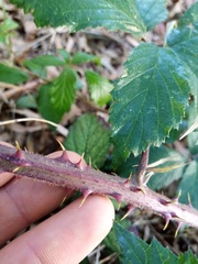 Rubus echinatus