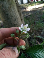 Rubus echinatus