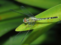 Diplacodes trivialis