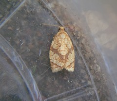 Adoxophyes negundana