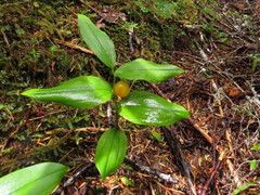 Streptopus streptopoides
