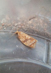 Adoxophyes negundana