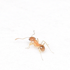Pheidole californica