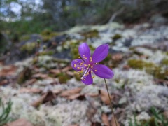 Phemeranthus mengesii