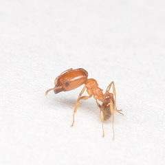 Pheidole californica