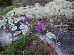Phemeranthus mengesii