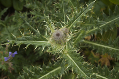 Cirsium pugnax