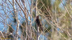 Sphyrapicus varius × nuchalis