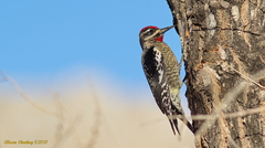 Sphyrapicus varius × nuchalis