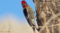 Sphyrapicus varius × nuchalis