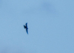 Pygochelidon cyanoleuca