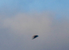 Pygochelidon cyanoleuca