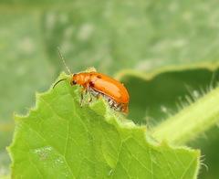 Aulacophora relicta
