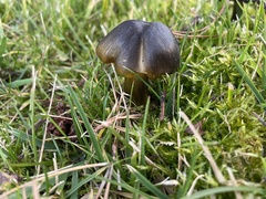Hygrocybe