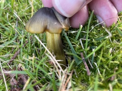 Hygrocybe
