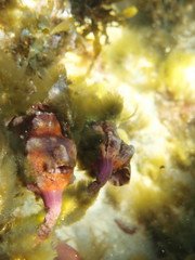 Pyura gibbosa