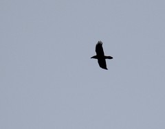 Corvus corax kamtschaticus