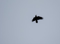 Corvus corax kamtschaticus