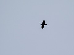 Corvus corax kamtschaticus