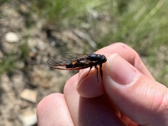 Yoyetta spectabilis