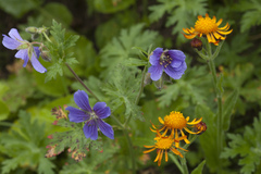 Geranium platypetalum